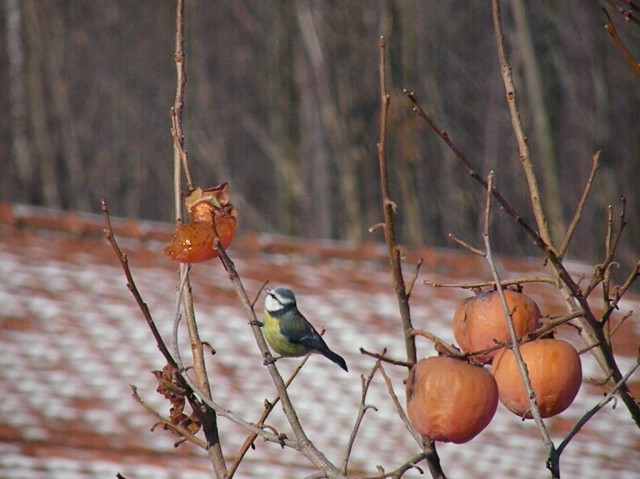 dalla finestra di casa...